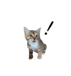 日常会話[ねこ]（個別スタンプ：16）