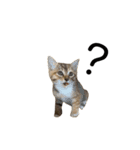 日常会話[ねこ]（個別スタンプ：17）