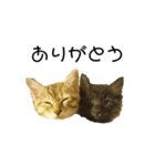 日常会話[ねこ]（個別スタンプ：18）