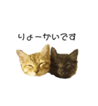 日常会話[ねこ]（個別スタンプ：19）