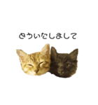 日常会話[ねこ]（個別スタンプ：20）