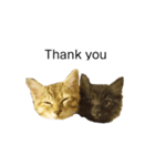 日常会話[ねこ]（個別スタンプ：31）