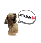 トイプードル mona（個別スタンプ：11）