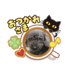 トイプーの日常①（個別スタンプ：1）