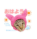 おちゃめでキュートな ねこ ねこ ねこ！！（個別スタンプ：1）