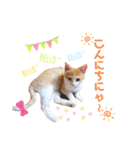 おちゃめでキュートな ねこ ねこ ねこ！！（個別スタンプ：2）