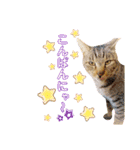 おちゃめでキュートな ねこ ねこ ねこ！！（個別スタンプ：3）