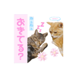 おちゃめでキュートな ねこ ねこ ねこ！！（個別スタンプ：5）