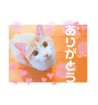 おちゃめでキュートな ねこ ねこ ねこ！！（個別スタンプ：6）