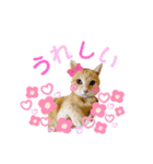 おちゃめでキュートな ねこ ねこ ねこ！！（個別スタンプ：7）