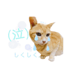 おちゃめでキュートな ねこ ねこ ねこ！！（個別スタンプ：8）