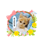 おちゃめでキュートな ねこ ねこ ねこ！！（個別スタンプ：10）