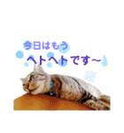 おちゃめでキュートな ねこ ねこ ねこ！！（個別スタンプ：11）
