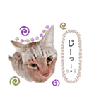 おちゃめでキュートな ねこ ねこ ねこ！！（個別スタンプ：12）