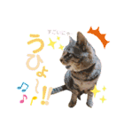 おちゃめでキュートな ねこ ねこ ねこ！！（個別スタンプ：13）