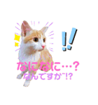 おちゃめでキュートな ねこ ねこ ねこ！！（個別スタンプ：14）