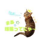 おちゃめでキュートな ねこ ねこ ねこ！！（個別スタンプ：15）