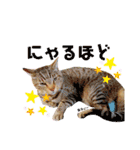 おちゃめでキュートな ねこ ねこ ねこ！！（個別スタンプ：16）
