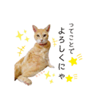 おちゃめでキュートな ねこ ねこ ねこ！！（個別スタンプ：17）