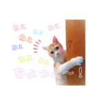 おちゃめでキュートな ねこ ねこ ねこ！！（個別スタンプ：18）