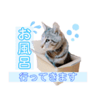 おちゃめでキュートな ねこ ねこ ねこ！！（個別スタンプ：20）