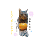 おちゃめでキュートな ねこ ねこ ねこ！！（個別スタンプ：21）