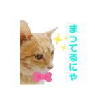 おちゃめでキュートな ねこ ねこ ねこ！！（個別スタンプ：22）