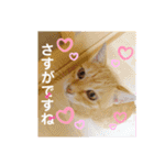 おちゃめでキュートな ねこ ねこ ねこ！！（個別スタンプ：23）