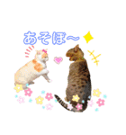おちゃめでキュートな ねこ ねこ ねこ！！（個別スタンプ：24）