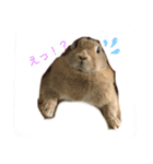 ふくたろうのうさちゃんスタンプ2（個別スタンプ：4）