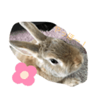 ふくたろうのうさちゃんスタンプ2（個別スタンプ：8）