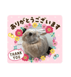 ふくたろうのうさちゃんスタンプ6（個別スタンプ：8）