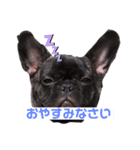 フレンチブルのくうちゃん（個別スタンプ：3）