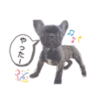 フレンチブルのくうちゃん（個別スタンプ：6）