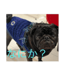 黒パグとトイプードル（個別スタンプ：1）
