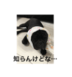 黒パグとトイプードル（個別スタンプ：3）