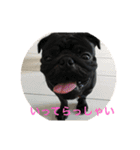 黒パグとトイプードル（個別スタンプ：4）