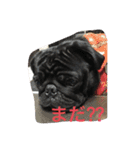 黒パグとトイプードル（個別スタンプ：12）