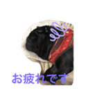 黒パグとトイプードル（個別スタンプ：14）