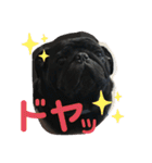 黒パグとトイプードル（個別スタンプ：22）