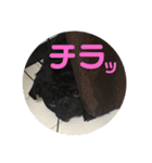 黒パグとトイプードル（個別スタンプ：24）