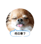 武居familiar2（個別スタンプ：11）