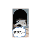武居familiar2（個別スタンプ：12）