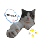 武居familiar2（個別スタンプ：35）