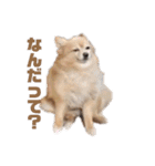 わたし、ななこです（個別スタンプ：12）