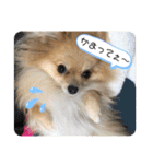 愛しのチョコちゃんpart2（個別スタンプ：4）