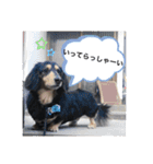 ジョン、我が家の長男坊2（個別スタンプ：5）