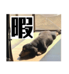 ジョン、我が家の長男坊2（個別スタンプ：20）