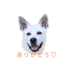 猟犬JACKのスタンプ（個別スタンプ：1）