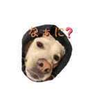 猟犬JACKのスタンプ（個別スタンプ：3）
